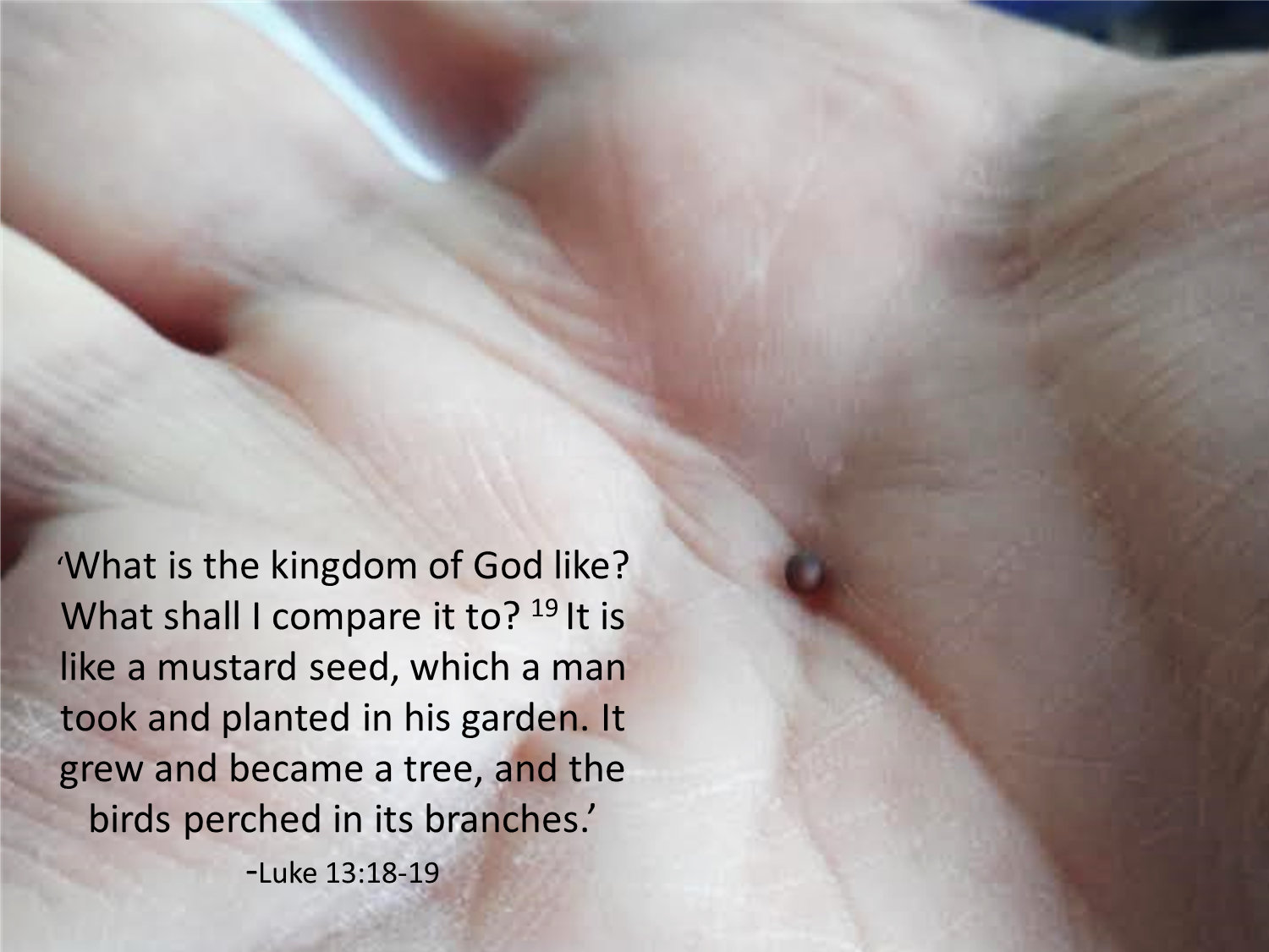 HOW IN THE WORLD!! Mustard seeds, the Kingdom of God and set free on a