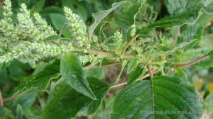 manfaat bayam duri untuk obat herbal
