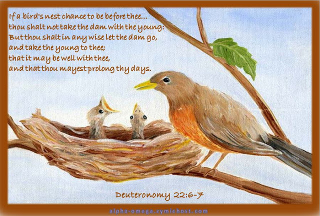 If a bird's nest chance to be before thee in the way in any tree, or on the ground, whether they be young ones, or eggs, and the dam sitting upon the young, or upon the eggs, thou shalt not take the dam with the young: But thou shalt in any wise let the dam go, and take the young to thee; that it may be well with thee, and that thou mayest prolong thy days.