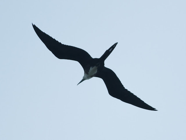 Magnificent Frigatebird - Dry Tortugas, Florida Magnificent Frigatebird - Dry Tortugas, Florida