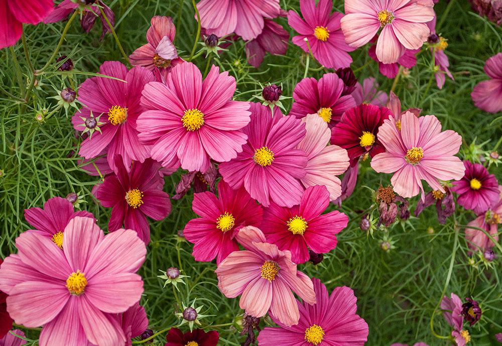 Annuals that Star in Perennial Borders