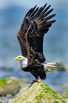 eagle images