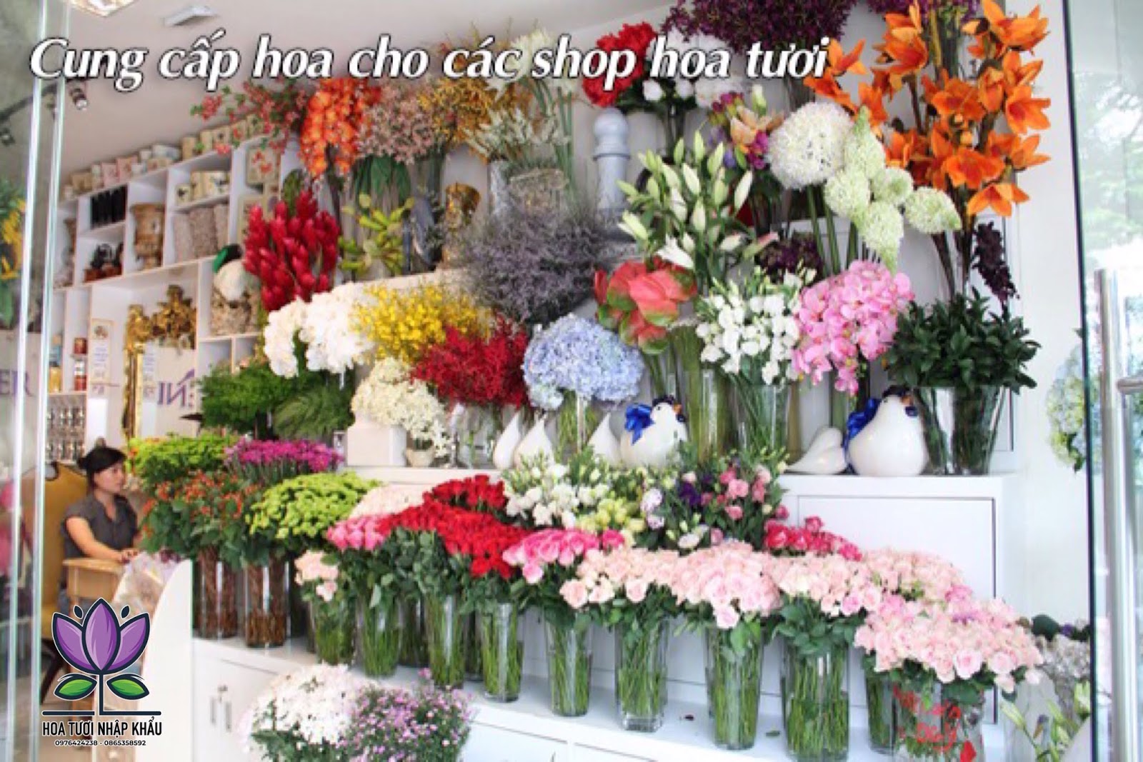 Cát Tường Xoăn Trắng B355-B230