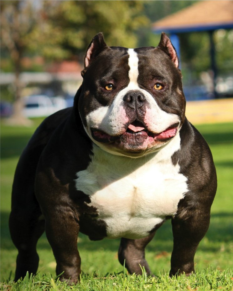 American bully pregnancy stages & signs American Bully: Bully Famous