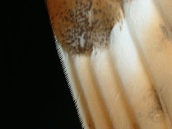 owl barn wing feathers without bird feather owls fly melanie lindenthal why syd mel adventures eathers essential working