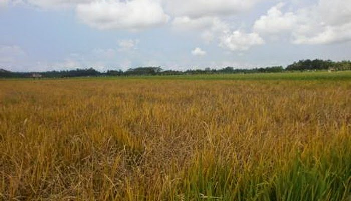 Serangan Wereng mengganas, Petani Jembrana Gagal Panen