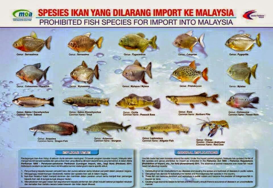 MALAYSIAN FISH HUNTER: Maxx Peacock Fish Encyclopedia – Kenali Ikan