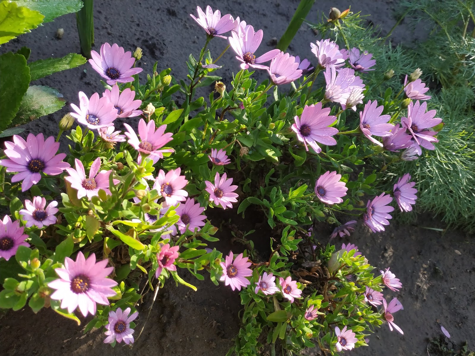 лихнис корончатый белый семена. размножается самосевом. мальва мускусная белая невеста. размножается самосевом. скабиоза голубиная.