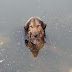Ιωάννινα:Χτύπησαν ένα απο τα πιο αγαπημένα σκυλιά της Μονής Ντουραχάνης ...και το πέταξαν  αβοήθητο στη λίμνη ...Η σωτήρια επέμβαση της Π.Υ 