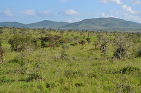 Ekosistem hutan sabana