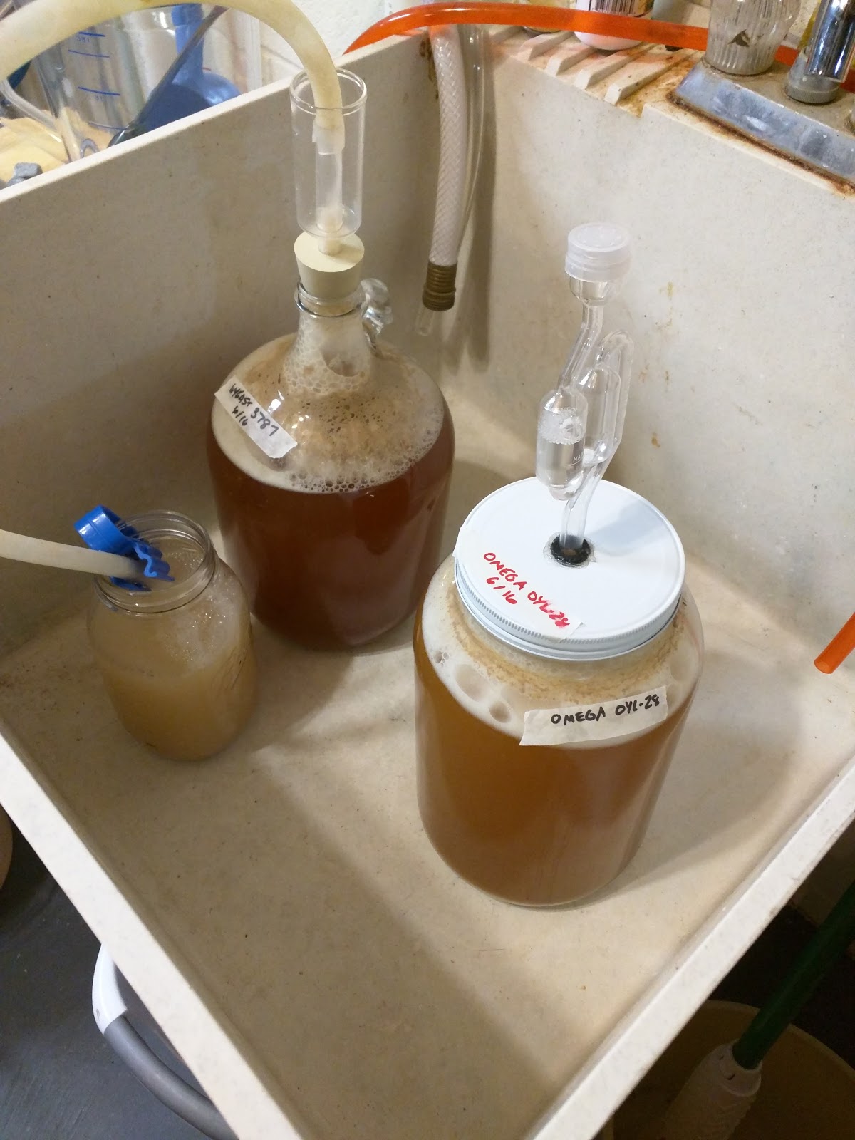 Starting Gun Ale A Yeast Revival and Brewing Experiment