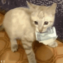 13.gif