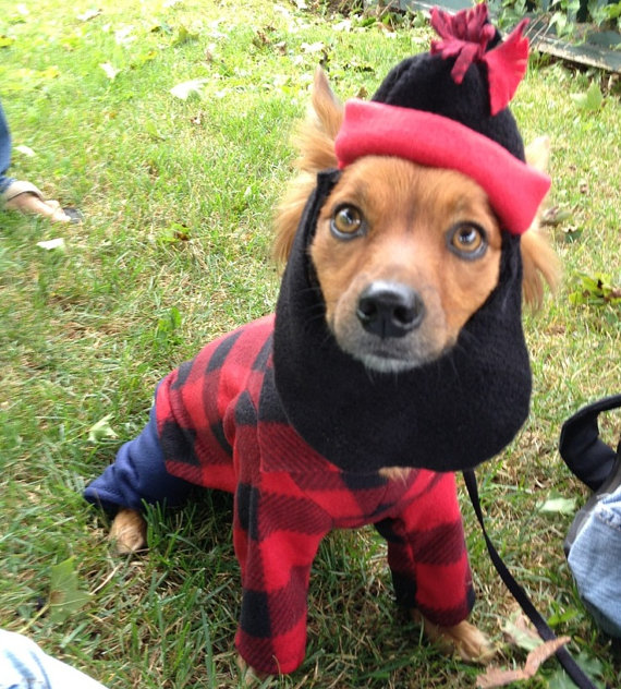 Champion Dog Training Services Moorestown Nj Champion Dog Training Services Moorestown Nj