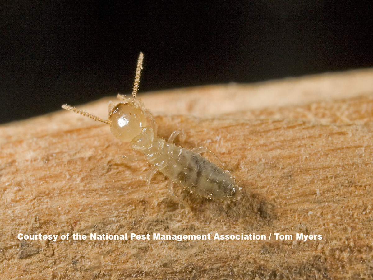 Termite treatment cost Termite treatment cost