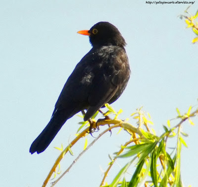 Merlo - fotografie - Blackbird - photographs -