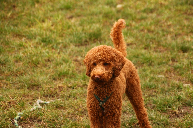 Fotos von HundeweltZürichsee; Professionelle Hundebetreuung ZH