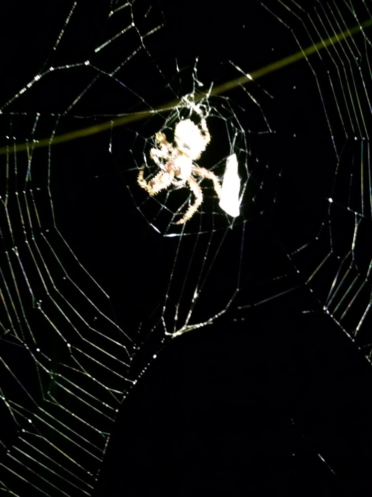 The Poor Farm Scary Night Shift Findings The Poor Farm Scary Night Shift Findings