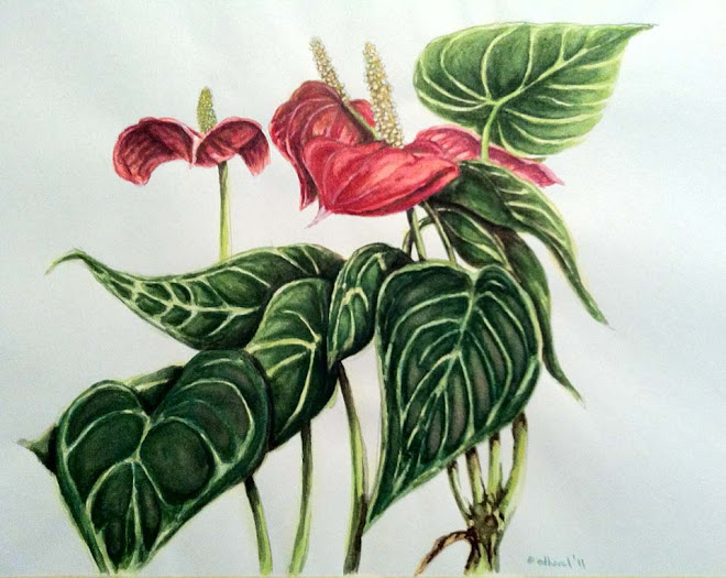 Anthurium Study