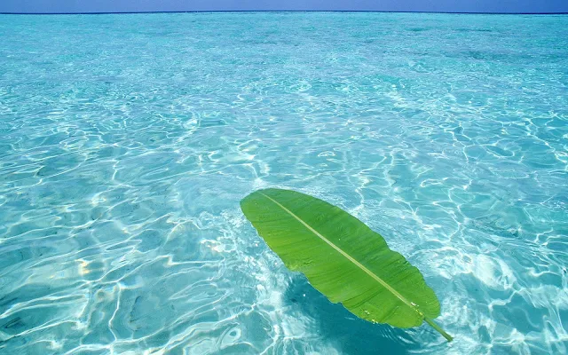 Helder blauw water van de zee met een groen blad