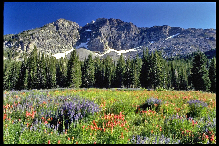 Wildflower Festival July 29, 30 & 31 Alta Lodge Blog