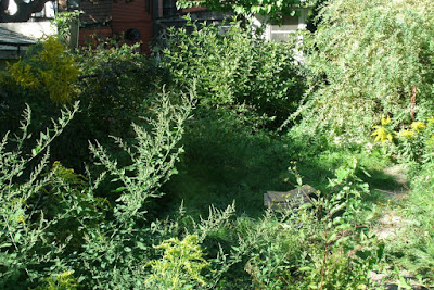 The Junction backyard garden clean up before by Paul Jung Gardening Services Toronto