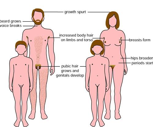 what is a secondary sex characteristic what is a secondary sex characteristic