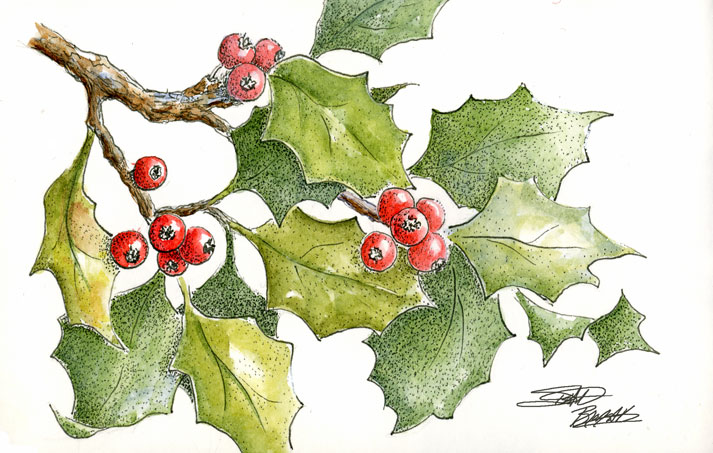 sbwatercolors and sketching Holly Leaves Pen and Ink plus