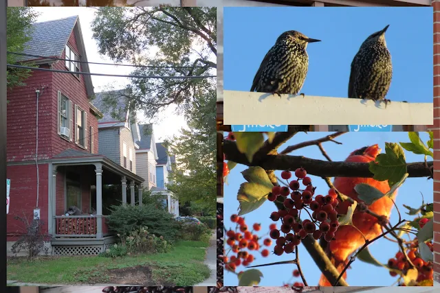 Houses and Birds (starlings and cardinal) on a Pittsburgh coffee walk from Bakery Square to Shadyside