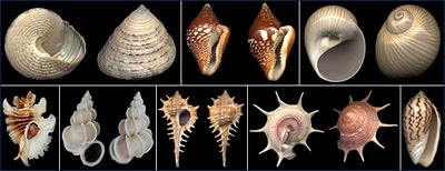 My biology Mollusca