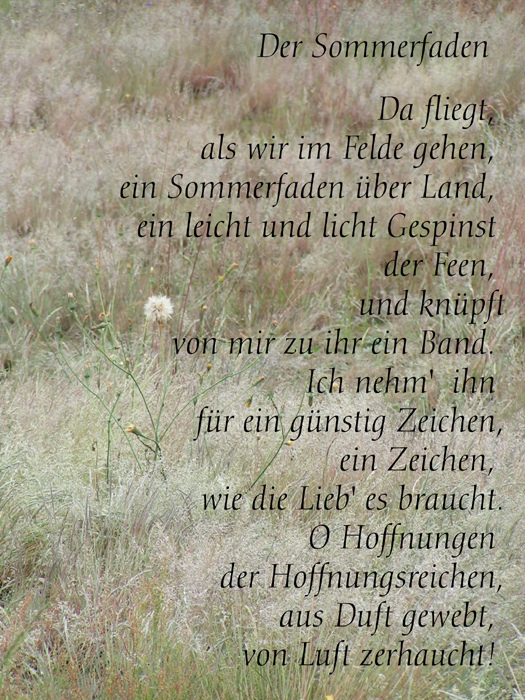 Ganseblumchen Sommerfaden Wednesday Of Words