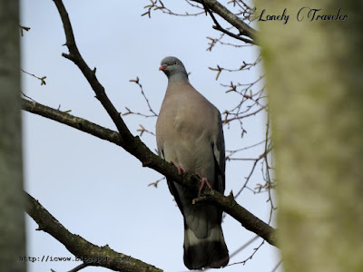 Common wood pigeon - Columba palumbus