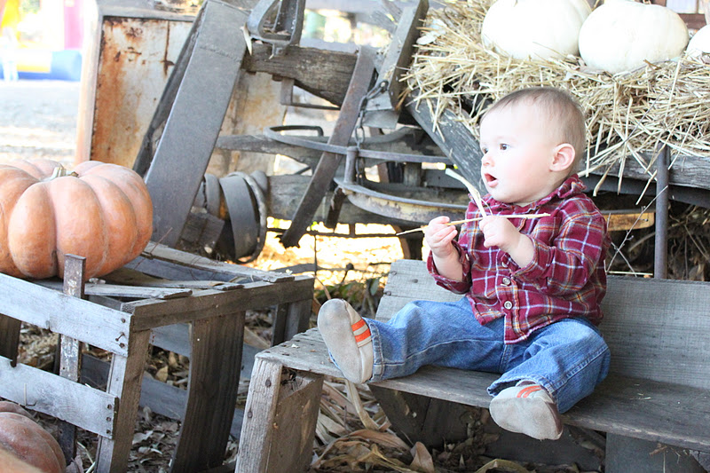 thegoltrys Oak Glen Petting Zoo and The Pumpkin Patch...
