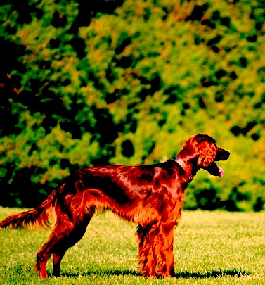 My Dog Hadn Thad A Bowel Movement In Days My Dog Hadn Thad A Bowel Movement In Days