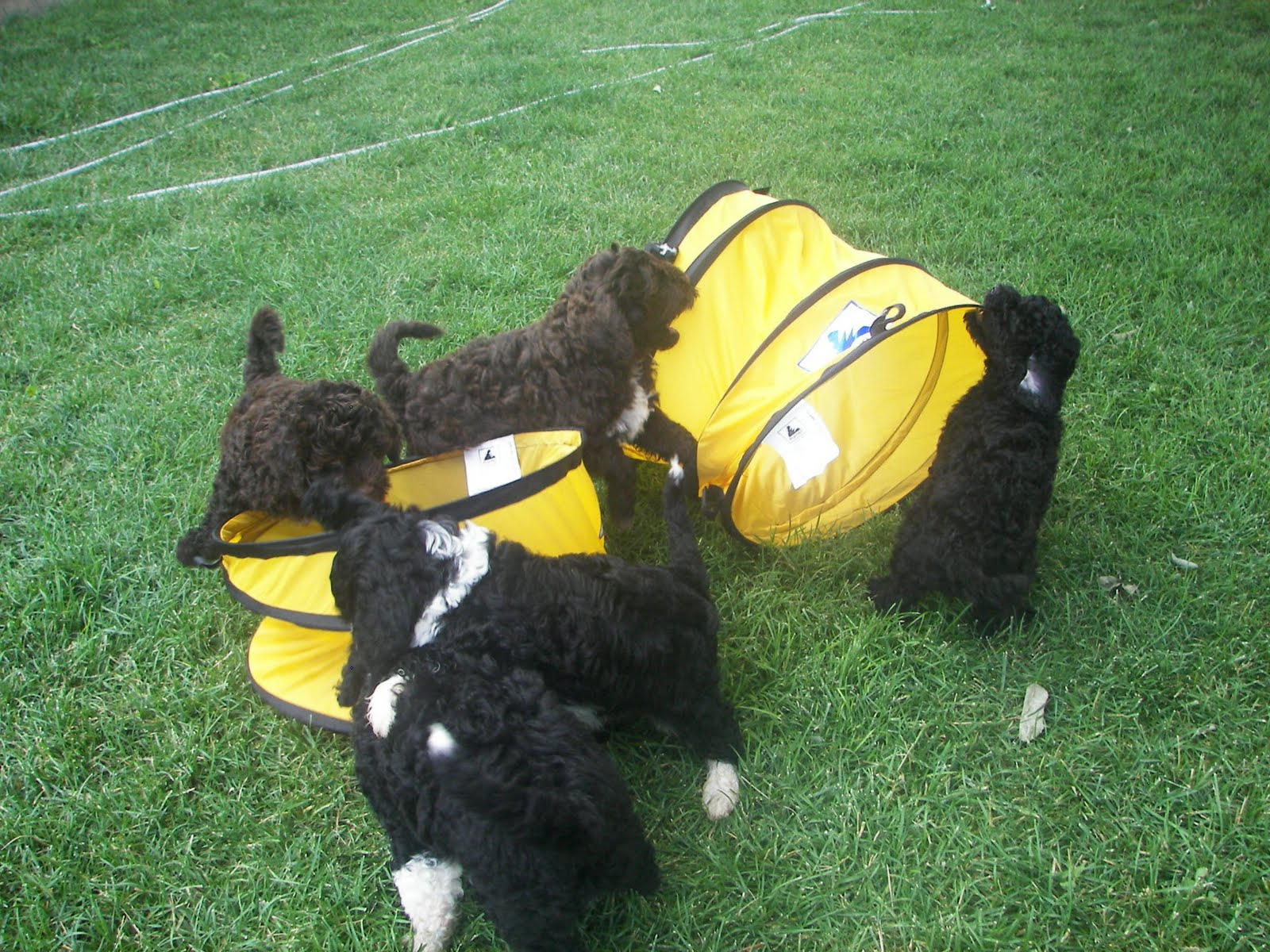 Pili Lani Portuguese Water Dogs