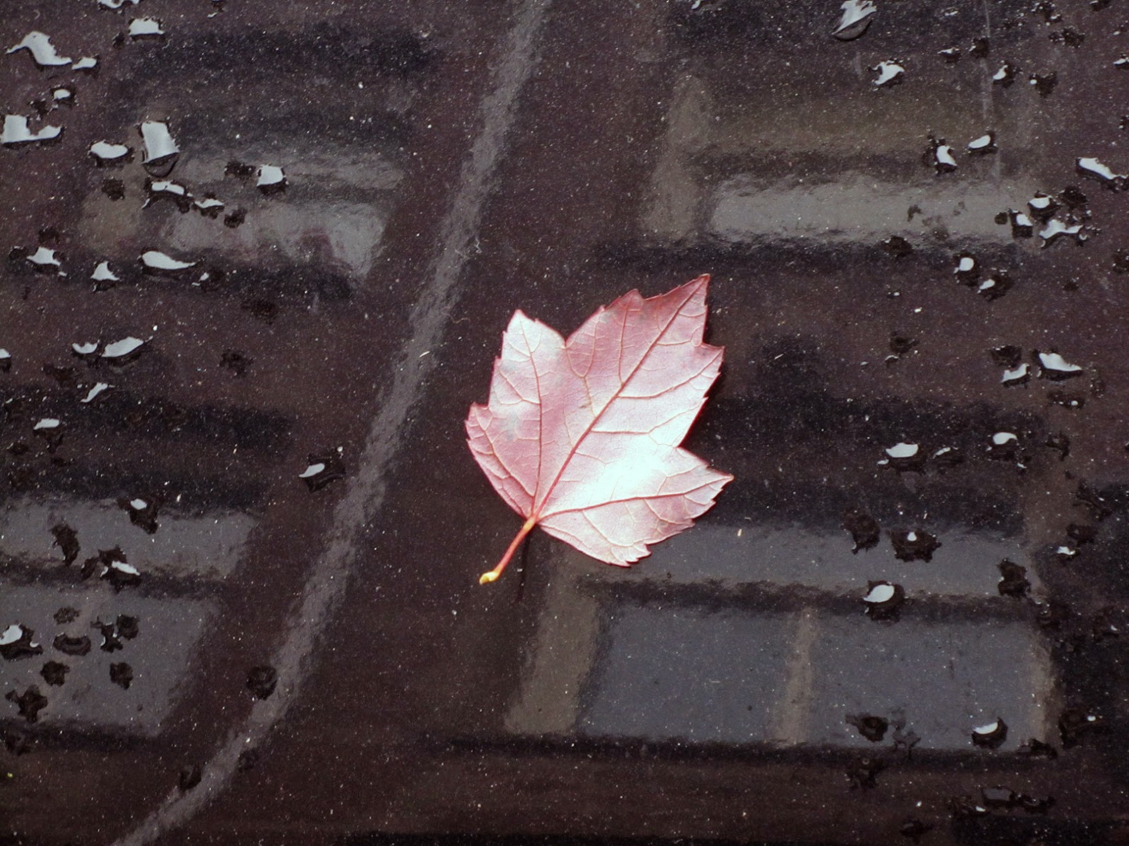 pink leaf on black car with reflection of windows