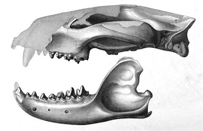 Prothylacinus craneo