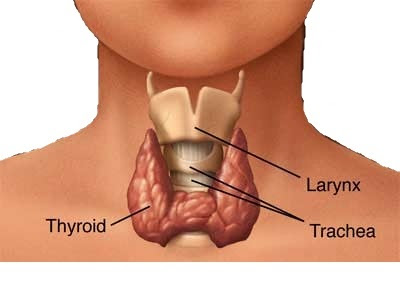  Thyroid, Tairaytu