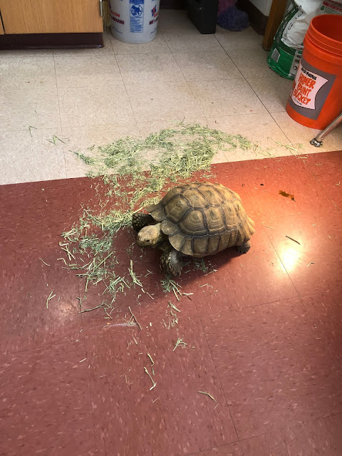 turtle rehabilitation