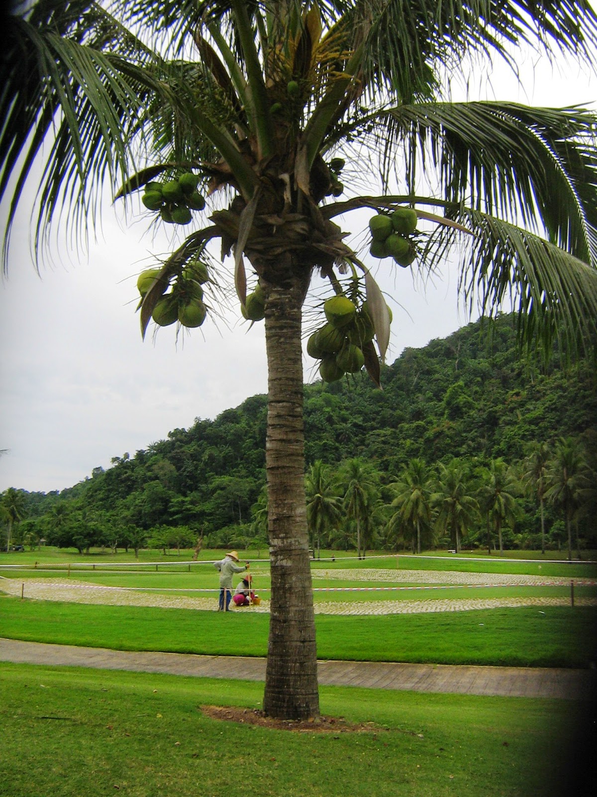 « Nexus Karambunai »