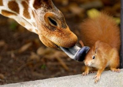 Giraffe and Squirrel