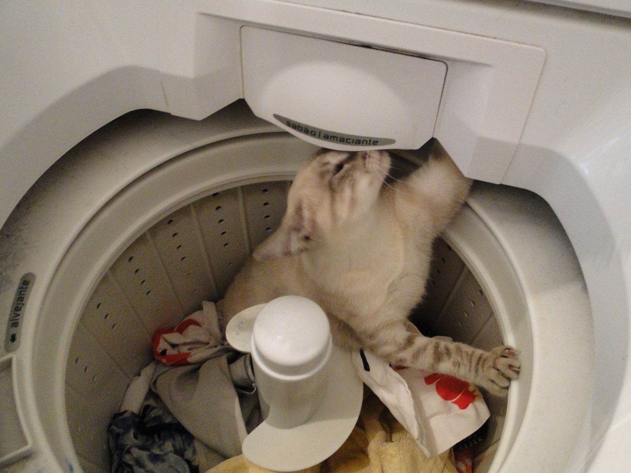 Silvana Novelli ateliê Gatos são muito curiosos...e atrevidos!