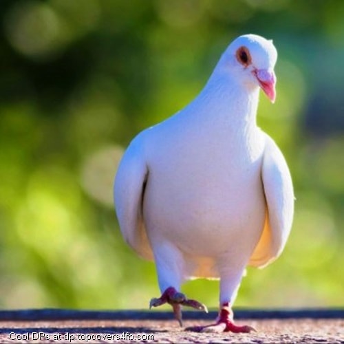 صور حمام