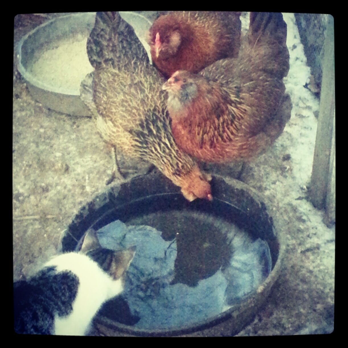 Homestead Annie Setting up the Chicken Coop