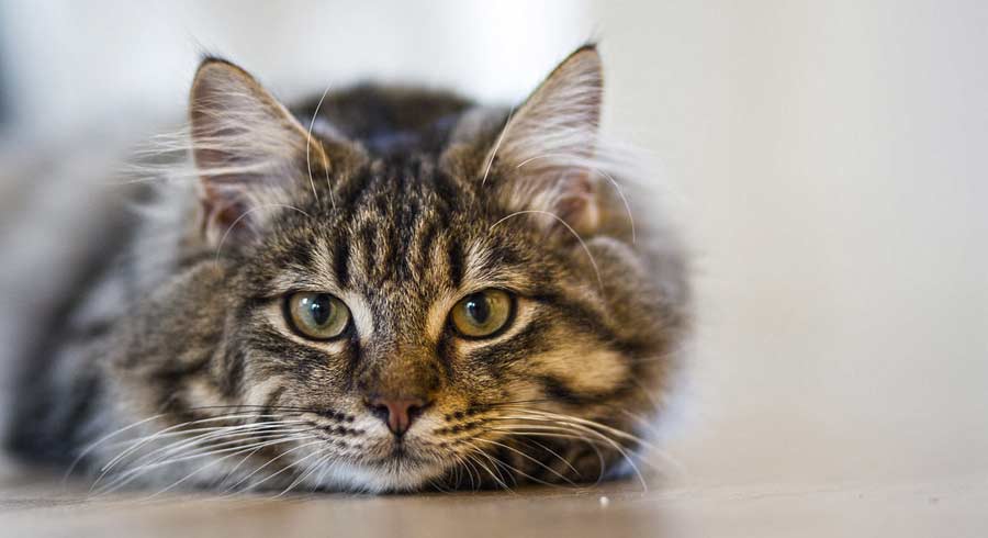 Los Gatos: Protectores del Hogar