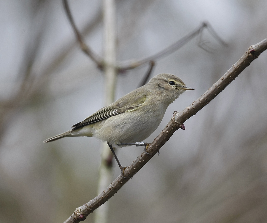 Tame Valley Birding 29th January Sightings