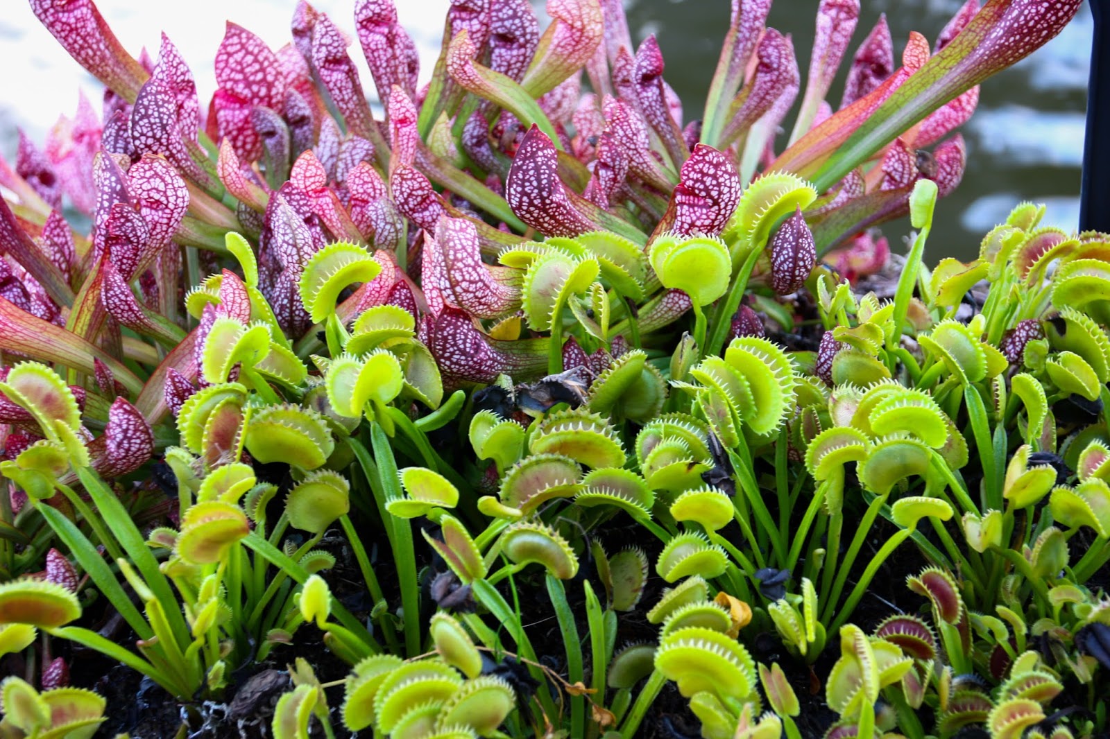 WonderCarnivoras Información general,especies y conceptos de las plantas carnivoras WonderCarnivoras Información general,especies y conceptos de las plantas carnivoras