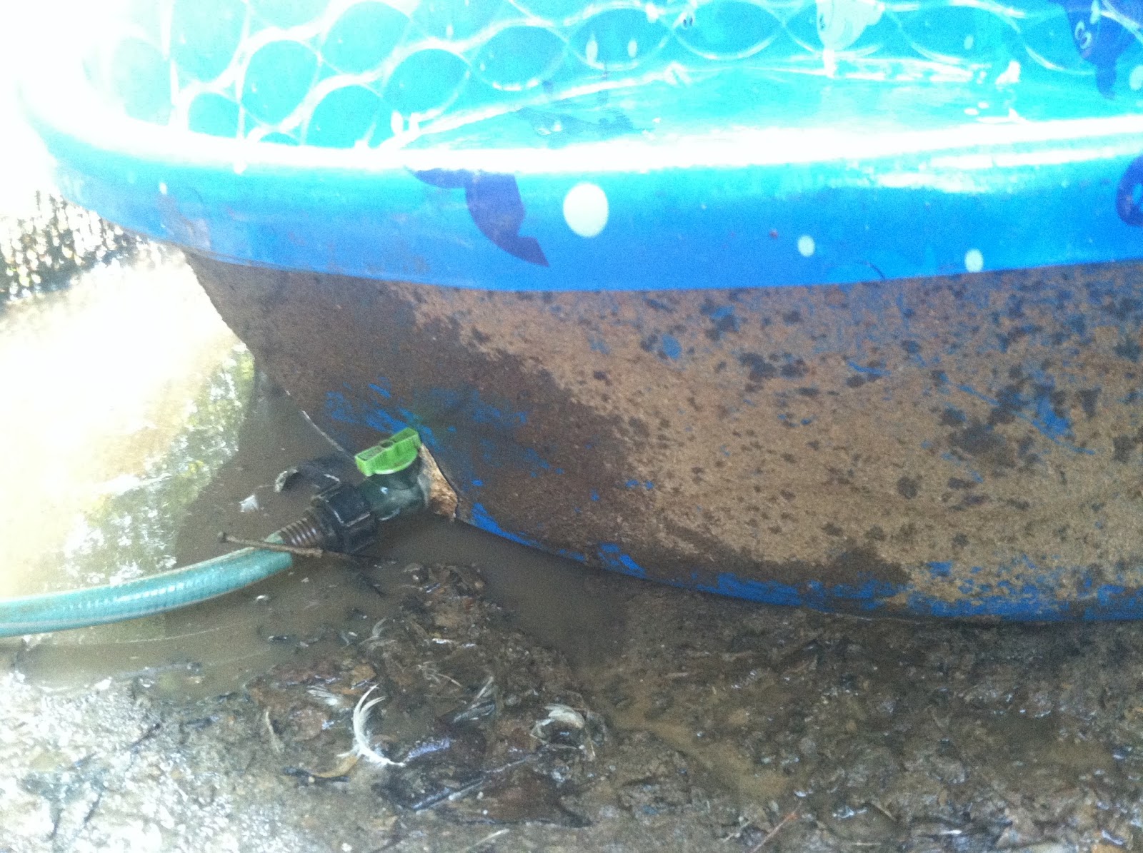 MamaDuck duck pool drains & LOTS of duckie pictures