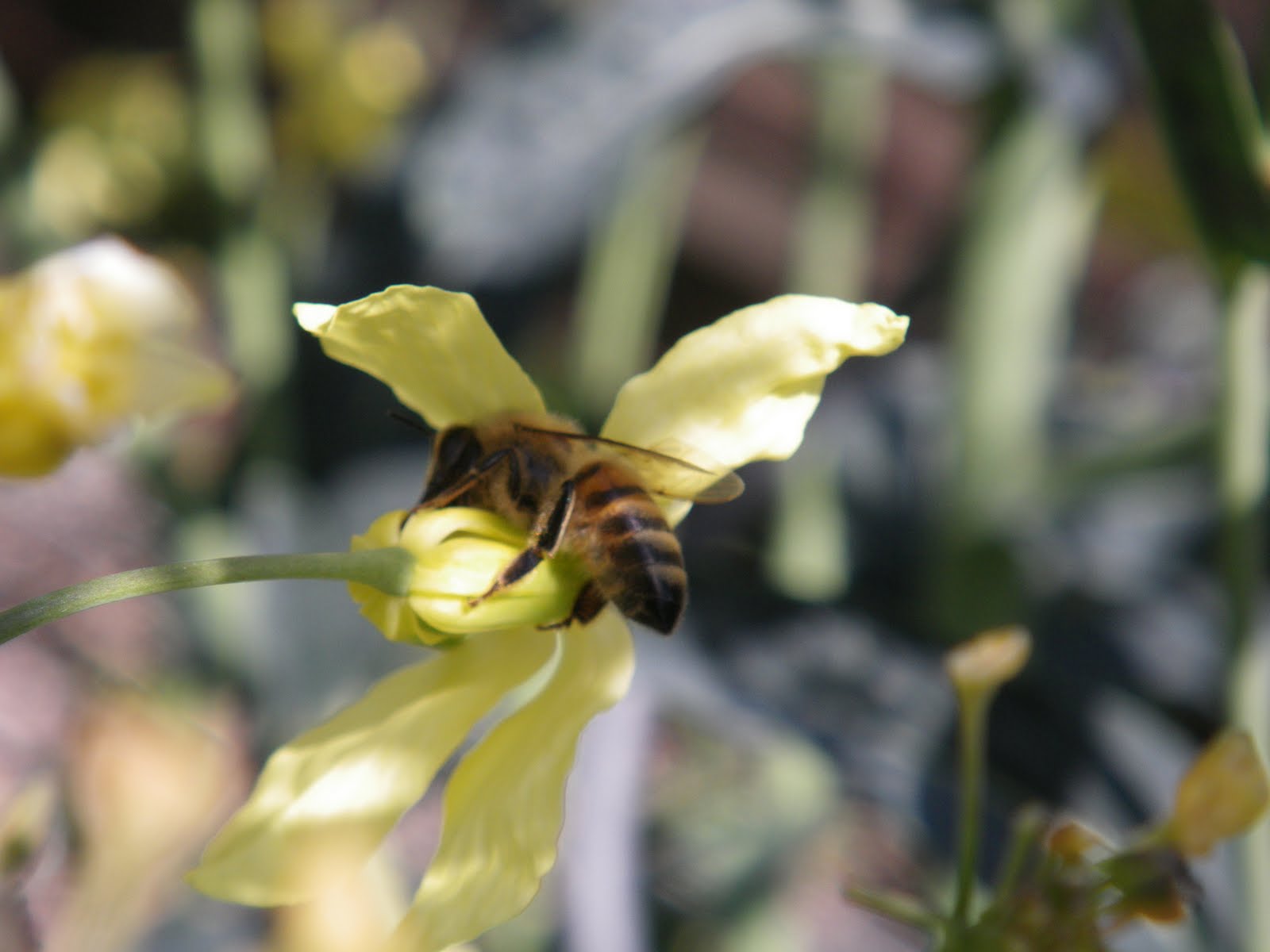 I'm In The Garden Today Kale for Bees?