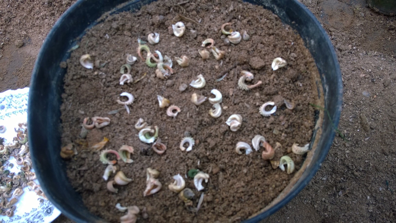 How To Grow Calendula