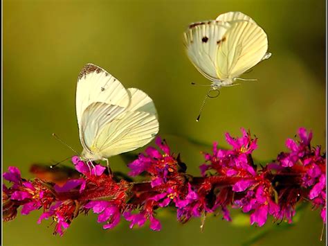 Flowers and butterflies